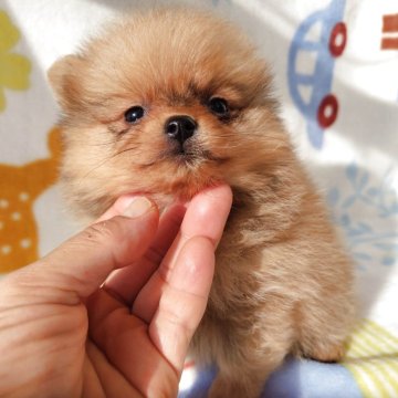 ポメラニアン【栃木県・女の子・2025年9月9日・オレンジ】の写真「元気一杯食いしん坊さんですお鼻短めで可愛い子」