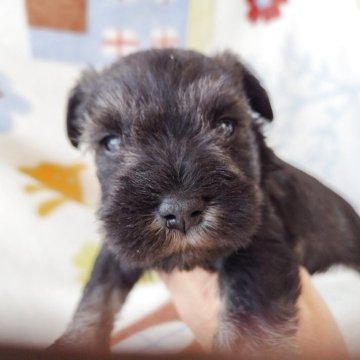 ミニチュアシュナウザー【栃木県・男の子・2025年11月7日・ソルト&ペッパー】の写真「ミニチュアシュナウザー生まれました。断尾なし」