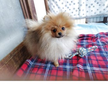 ポメラニアン【栃木県・女の子・2025年8月13日・オレンジ】の写真「タヌキ顔のポメちゃん人好きさんで明るい性格」