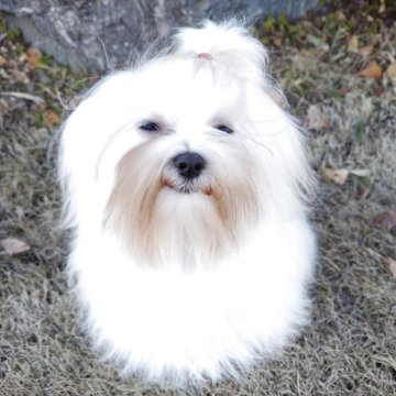 マルチーズ【栃木県・女の子・2025年6月8日・ホワイト】の写真「月齢はいっていますが小振りで可愛い子」
