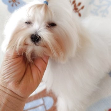 マルチーズ【栃木県・女の子・2025年6月8日・ホワイト】の写真「丸顔の可愛いマイペース。生後4ヶ月で1.01kg」