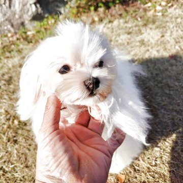 マルチーズ【栃木県・女の子・2025年6月8日・ホワイト】の写真「小顔でお鼻短めの可愛い子。12月11日現在13kg」