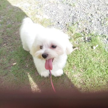 マルチーズ【栃木県・男の子・2024年9月2日・ホワイト】の写真「可愛い男の子いつも近くで寄り添ってくれる優しい僕ち」