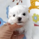 マルチーズ