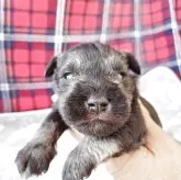 ミニチュアシュナウザー【栃木県・男の子・2025年11月7日・ソルト&ペッパー】の写真1「はじめまして。」