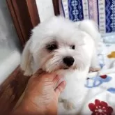 マルチーズ