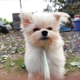 ポメプー(トイプードル×ポメラニアン)