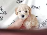 トイプードル(トイ)【栃木県・女の子・2025年8月17日・アプリコット(クリーム系)】の写真8