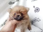 ポメラニアン【栃木県・女の子・2025年8月13日・オレンジ】の写真13