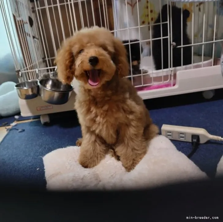 ID：2304-01605の子犬