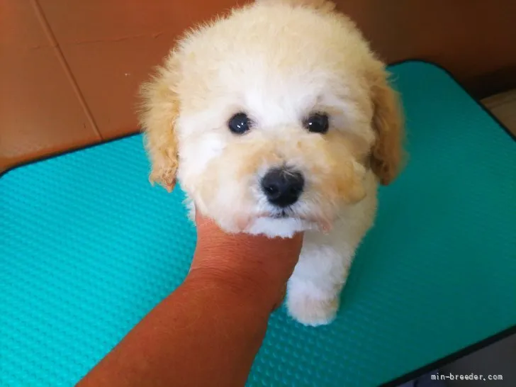 ID:2111-01971の子犬