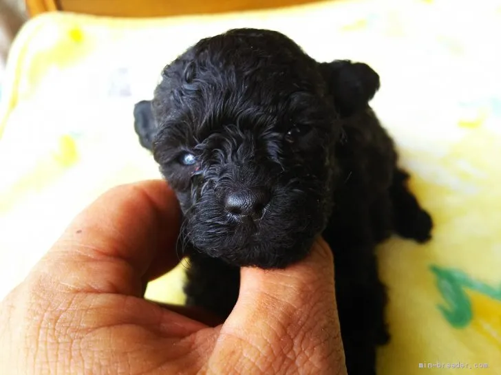 ID：2005-01228の子犬