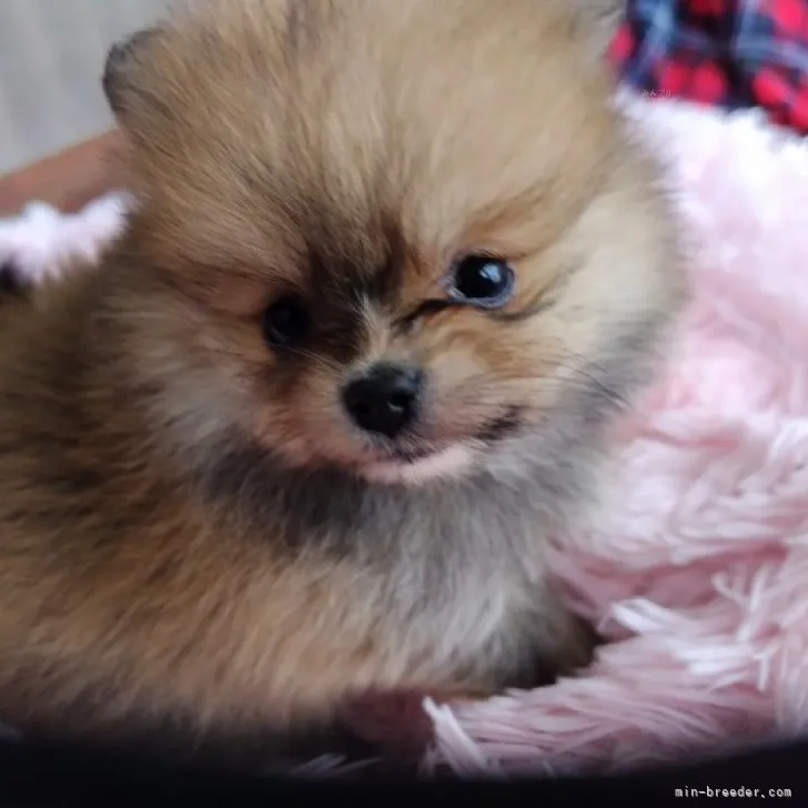 ID：2311-01638の子犬