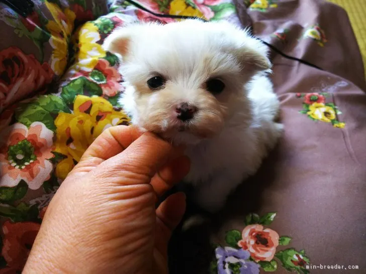 ID：1801-00177の子犬