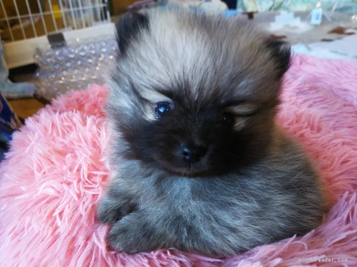 ID：2011-00205の子犬