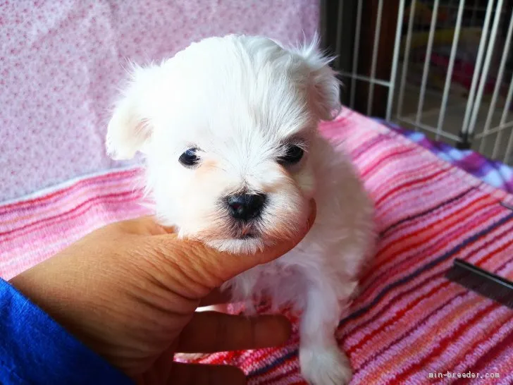 ID：2103-01482の子犬