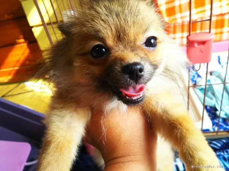ID：1907-01081の子犬