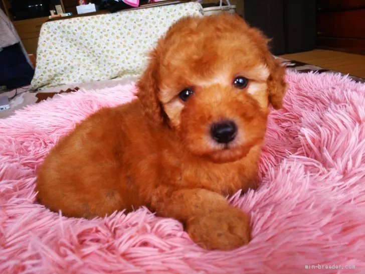 ID:2010-02550の子犬