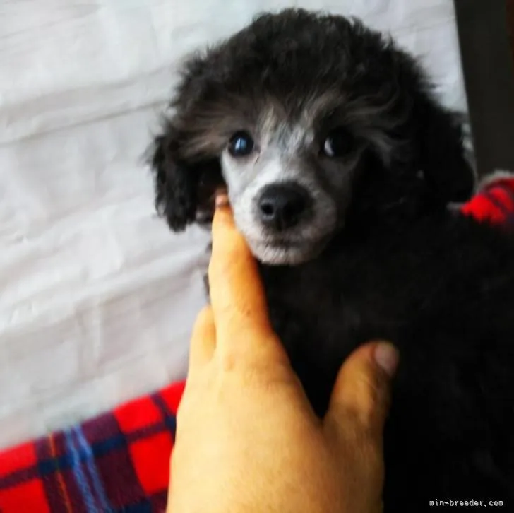 ID：2211-04398の子犬