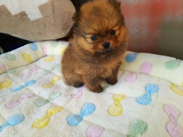 ポメラニアン【栃木県・男の子・2019年12月30日・オレンジ】の写真「ちょぴり慎重派なぼくちゃん。2/29まで特別価格で」