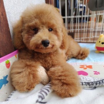 トイプードル(タイニー)【栃木県・男の子・2023年5月25日・レッド】の写真「明るい性格の遊び好きな僕ちゃん。」