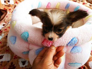 パピヨン【栃木県・男の子・2017年3月11日・ホワイト&レッド】の写真「白茶の可愛い男の子」