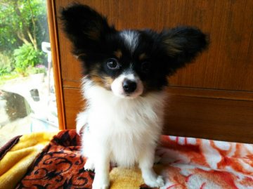 パピヨン【栃木県・女の子・2017年3月11日・トライ】の写真「と～ても可愛いパピちゃんお耳の毛が伸びてきました。」