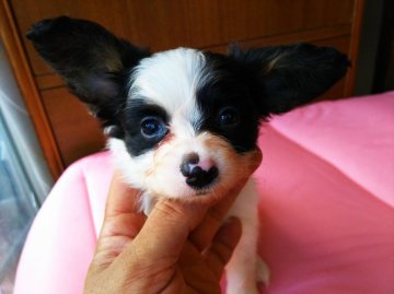 パピヨン【栃木県・男の子・2019年7月12日・トライ】の写真「やんちゃ坊主な子。価格変更しました。」