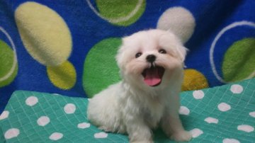 マルチーズ【栃木県・男の子・2016年7月13日・ホワイト】の写真「お顔のかわいいイケメン君」
