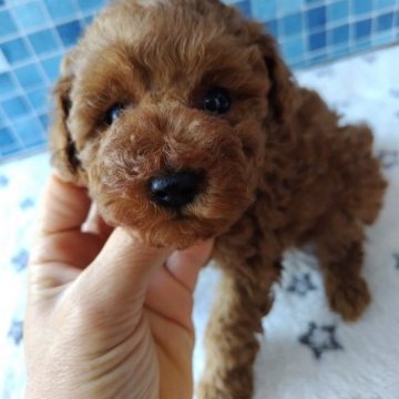 トイプードル(トイ)【栃木県・女の子・2023年9月14日・レッド】の写真「濃いめのレッドの女の子生まれました。」