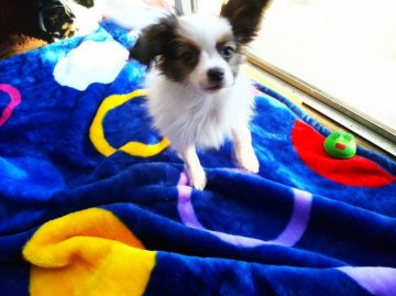 パピヨン【栃木県・男の子・2017年9月15日・ホワイト&レッド】の写真「超元気で遊び好きな子です。」