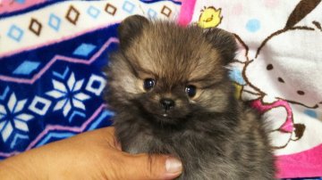 ポメラニアン【栃木県・女の子・2018年4月26日・オレンジセーブル】の写真「小粒なポメちゃんとーてもキュートなお顔です。」