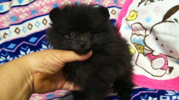 ポメラニアン【栃木県・男の子・2018年4月26日・ブラック】の写真「フワモコの美男子な黒ポメくん」