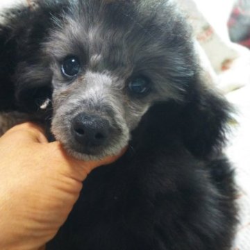 トイプードル(タイニー)【栃木県・女の子・2022年10月2日・シルバー】の写真「人が大好きで食いしん坊の可愛い子」