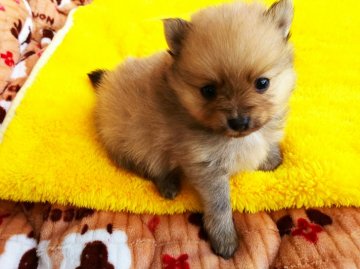ポメラニアン【栃木県・男の子・2017年1月10日・オレンジ】の写真「可愛いポメちゃん生まれました。」