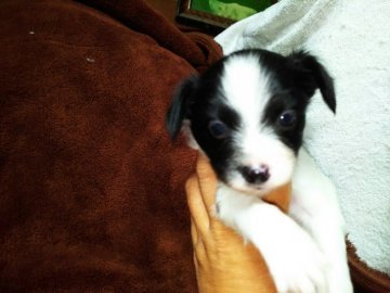 パパーポメ×ママーパピヨン【栃木県・男の子・2017年9月8日・ホワイト&ブラック】の写真「ミックスくん生まれました。」