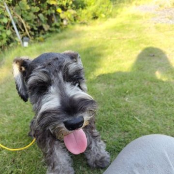 ミニチュアシュナウザー【栃木県・男の子・2023年4月22日・ソルト&ペッパー】の写真「期間限定お値引き中
是非ご検討下さい。」