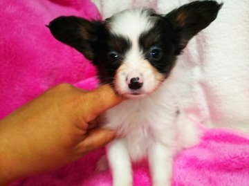 パピヨン【栃木県・女の子・2017年3月11日・トライ】の写真「トライカラーの美人さんなパピちゃん」