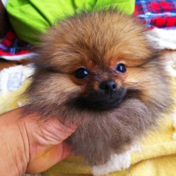 ポメラニアン【栃木県・男の子・2022年6月8日・オレンジセーブル】の写真「マズルの詰まったタヌキ顔。お腹なでなで大好き子」