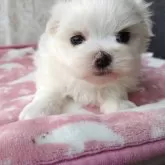 マルチーズ【栃木県・女の子・2024年1月7日・ホワイト】の写真1「丸顔の可愛い女の子」