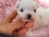 マルチーズ【栃木県・女の子・2024年1月7日・ホワイト】の写真5