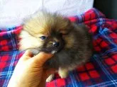 ポメラニアン【栃木県・女の子・2021年12月20日・オレンジセーブル】の写真5