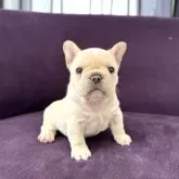 フレンチブルドッグ【神奈川県・男の子・2025年4月5日・クリーム】の写真2