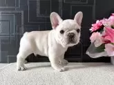 フレンチブルドッグ【神奈川県・男の子・2025年4月5日・クリーム】の写真8
