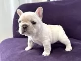 フレンチブルドッグ【神奈川県・男の子・2025年4月5日・クリーム】の写真3