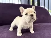 フレンチブルドッグ【神奈川県・男の子・2025年4月5日・クリーム】の写真5