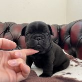 フレンチブルドッグ