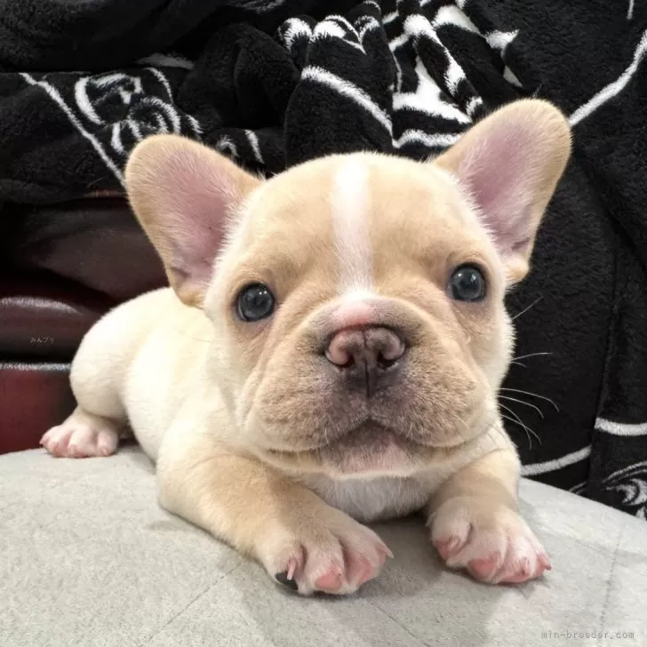 ID：2410-03434の子犬