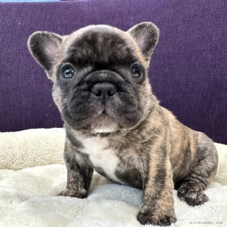 ID：2410-03436の子犬
