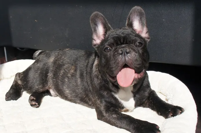 ID：1311-01152の子犬